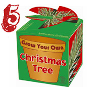 Grow Your Own Xmas Tree